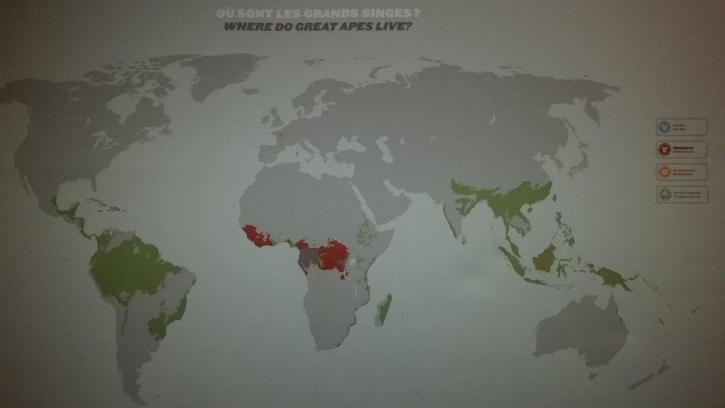 Qui sont les grands singes ?