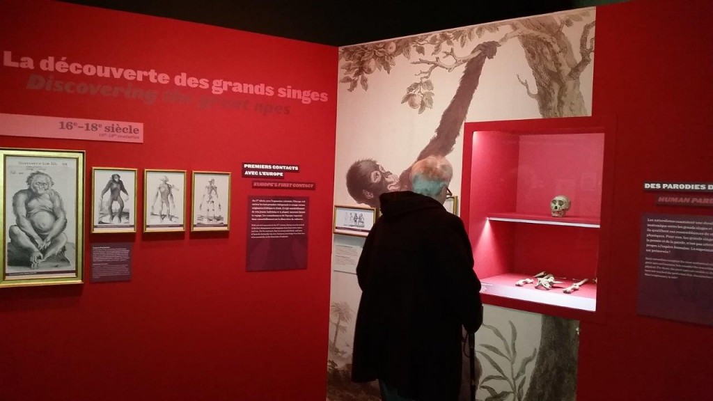 Il était une fois les grands singes