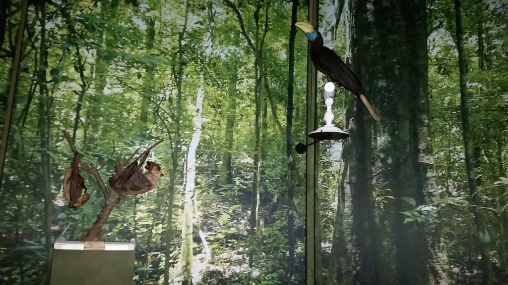 Une vie de grand singe dans la forêt