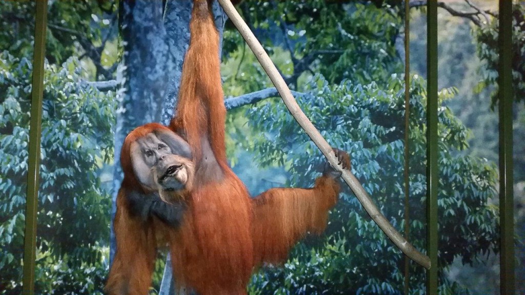 Une vie de grand singe dans la forêt