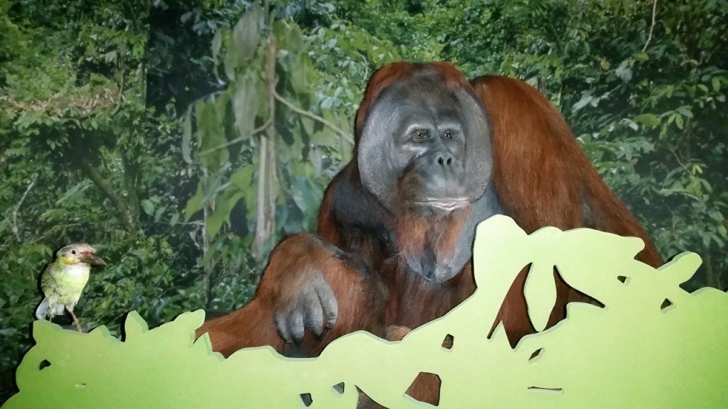 Une vie de grand singe dans la forêt