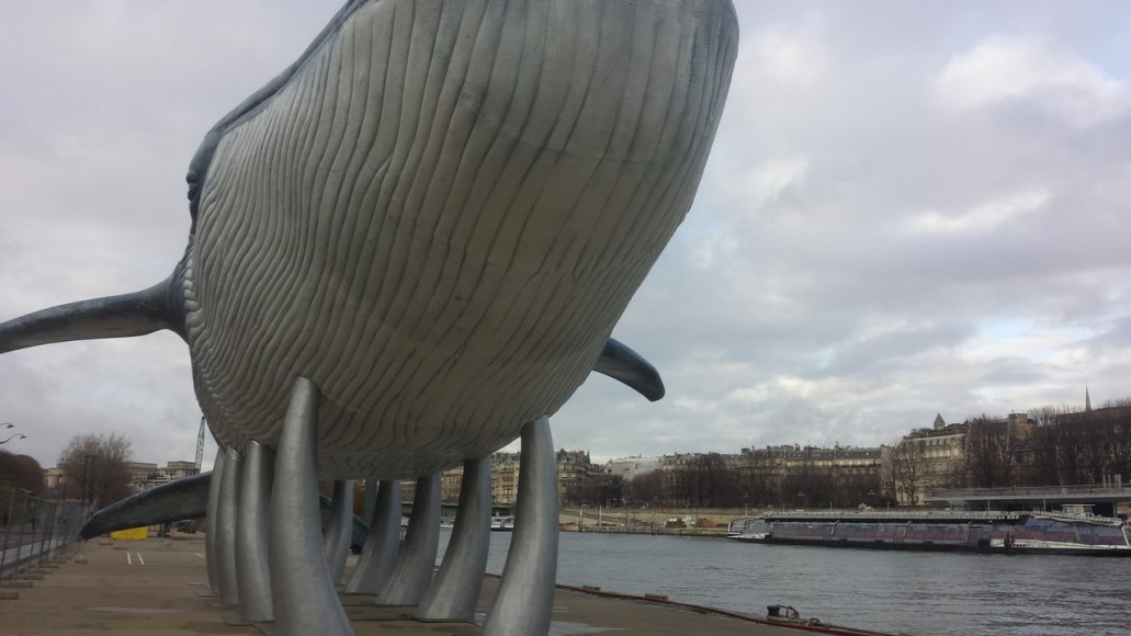 Une baleine bleue retrouvée échouée sur les berges de la Seine à Paris