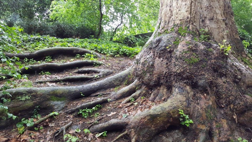 Jardin des Plantes