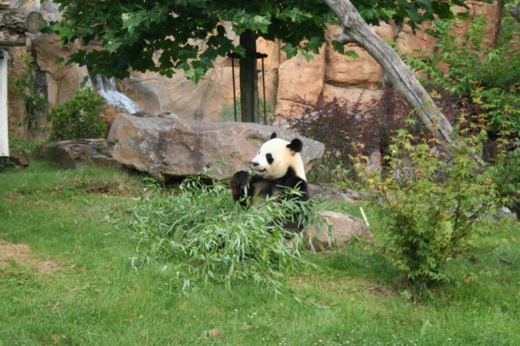 Zoo de Beauval