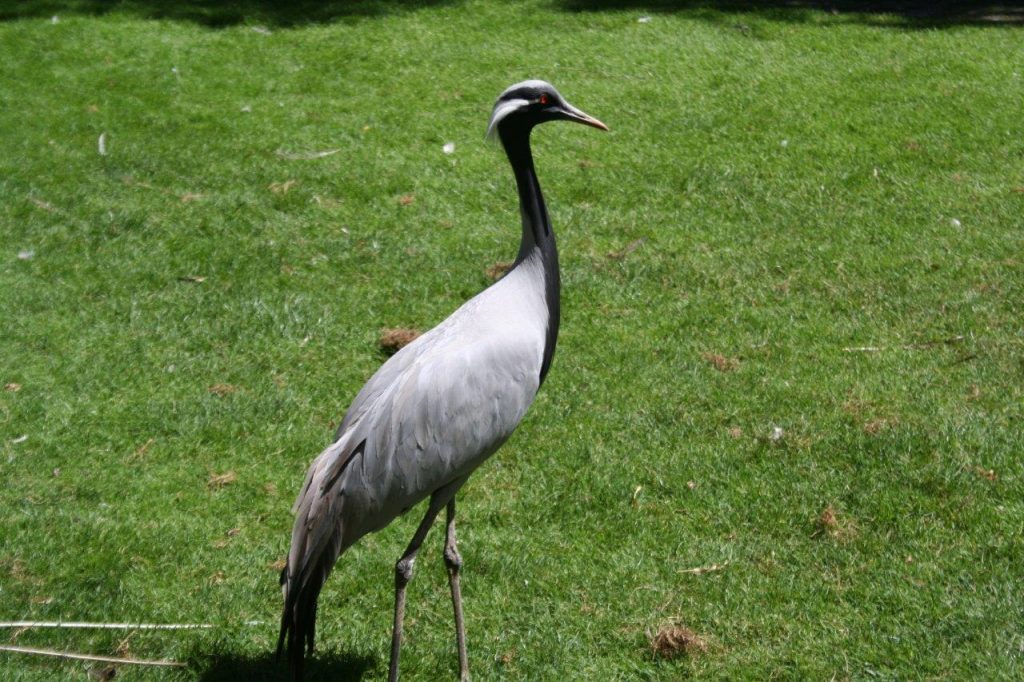 Zoo de Beauval