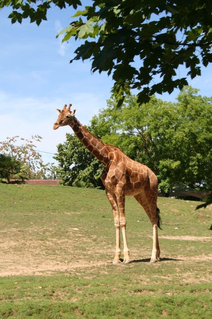 Zoo de Beauval